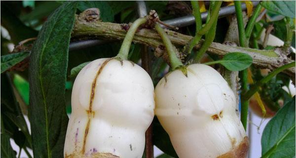人参果的种植方法与时间（从选地到收成，掌握这些关键步骤才能栽出好人参果）