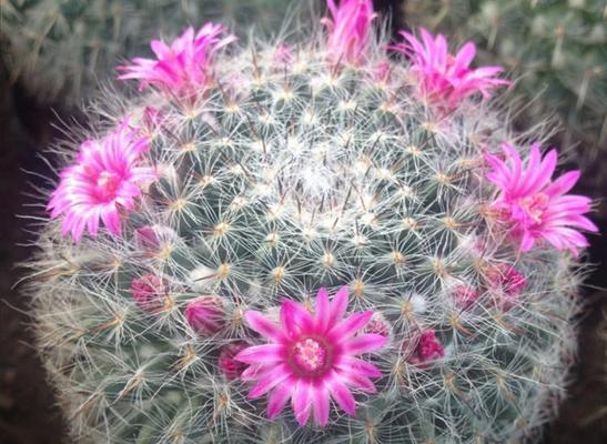 盘点最美丽的仙人球开花品种（探寻色彩斑斓的仙人球开花之谜）