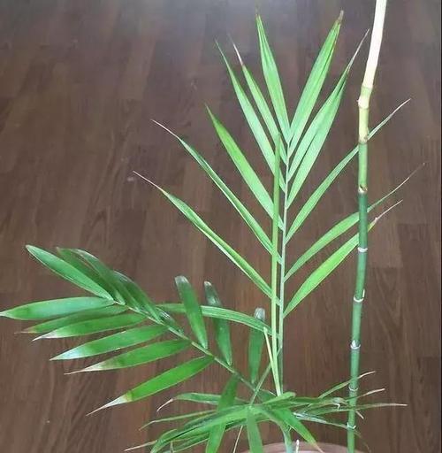 如何在家养护凤尾竹（打造绿色生活，从凤尾竹开始）