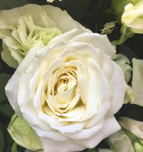 白玫瑰花语的深意（探究白玫瑰所代表的情感和含义）