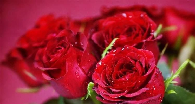 11朵玫瑰的花语传递爱的旋律（用玫瑰诠释爱情的深浓）