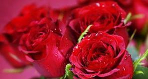 玫瑰花语解读之12朵玫瑰的含义（传递爱情的语言——玫瑰花语解析）