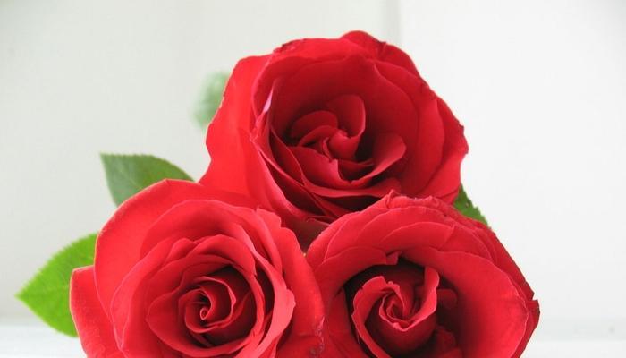 13朵玫瑰花的意义与传说（探寻玫瑰花13朵的深意与象征）