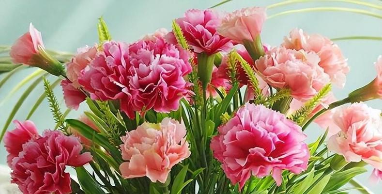 19朵康乃馨的花语（康乃馨花语解读及其传递的情感）