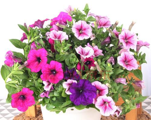矮牵牛花——花开如诗，芬芳满园（美丽绽放，传递爱的语言）