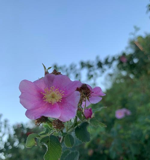 澳洲野蔷薇之美（探寻澳洲野蔷薇的花语之谜）