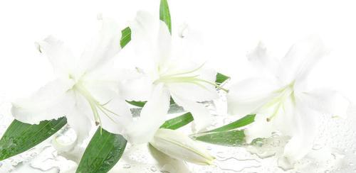 白百合花的象征意义与传承（白百合花的纯洁与希望）