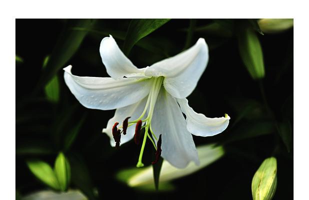 白百合花的意义与象征（纯洁无瑕的象征——白百合花的种种寓意）