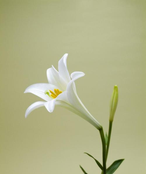白百合花的花语与意义（纯洁、祝福与守护的象征—解读白百合花花语）