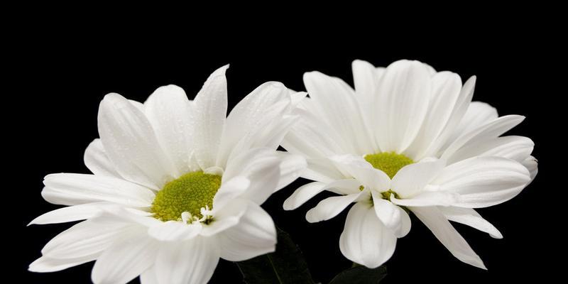 白菊花的花语与寓意（揭开白菊花背后的花语密码，了解其神秘的寓意）