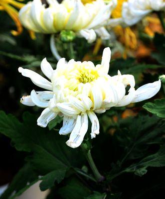 白菊花的代表意义——坚强、清纯与希望（白菊花的美丽和象征意义）