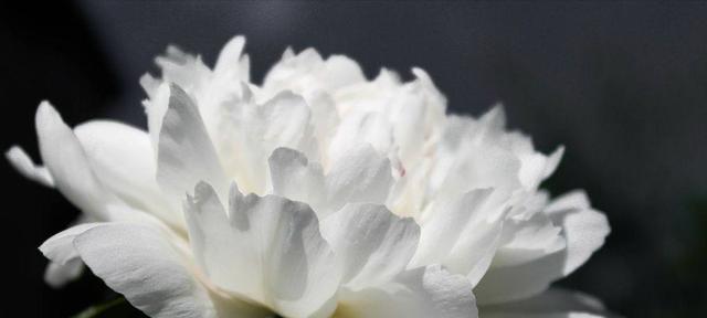 白菊花的寓意与花语（白菊花的纯洁与爱意）