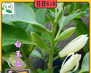 白兰花（传递爱与美的多重含义）