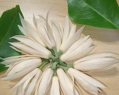 白兰花（传递爱与美的多重含义）