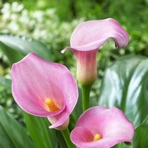 白马蹄莲花语(用白马蹄莲花的花语诠释幸福之美)