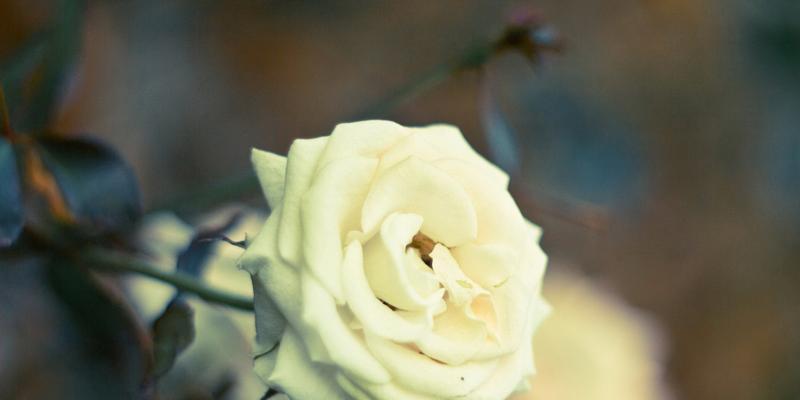 白玫瑰的含义与象征（探寻白玫瑰背后的情感世界）