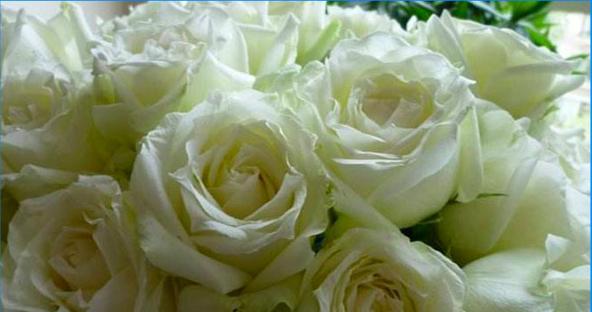 白玫瑰的象征意义与寓意（用花语传达真挚纯洁的爱意）