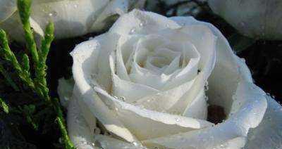 白玫瑰的代表寓意（白玫瑰的美丽与纯洁）