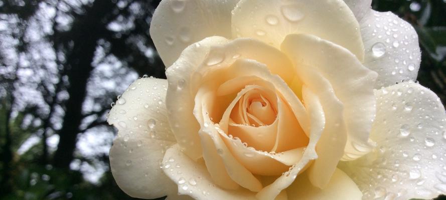 白玫瑰的深意（纯洁、无暇的象征与表达）