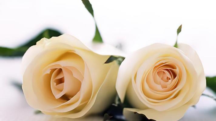 白玫瑰的花语和寓意（纯洁、爱情、敬意、新开始、宁静、祝福、友谊、永恒等花语与寓意）