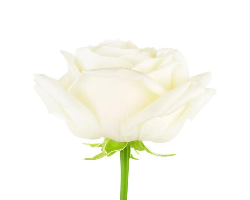 白玫瑰的寓意与象征（美丽、纯洁、无私、悲伤的白玫瑰）