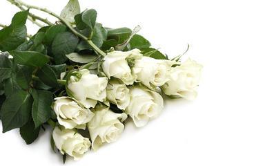 白玫瑰的象征意义与美丽之魅力（探究白玫瑰的深层意涵，一朵花瓣背后的秘密）