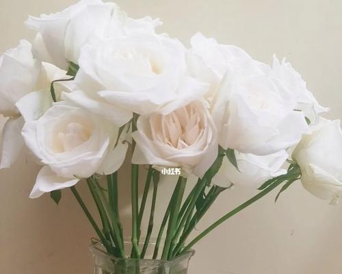 白玫瑰花的意义与象征（以纯洁、无声、致敬为代表）