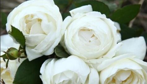 白玫瑰的花语与寓意，传递爱与纯洁（纯洁的白色，沉静的气质，白玫瑰的美丽传递爱与纯洁之意）