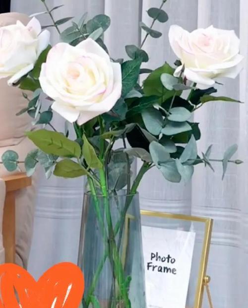 白玫瑰的花语与代表意义（探索白玫瑰的浪漫与纯洁，了解它的隐含含义）
