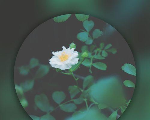 白蔷薇花语——纯洁与爱的象征（探寻白蔷薇花语的美妙之处）