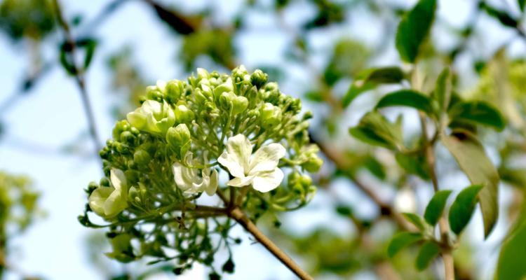 白琼花（探寻白琼花的花语与文化传承）