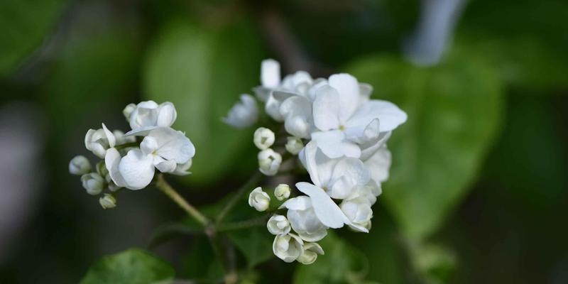 白琼花（探寻白琼花的花语与文化传承）