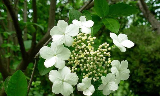 白琼花（探寻白琼花的花语与文化传承）