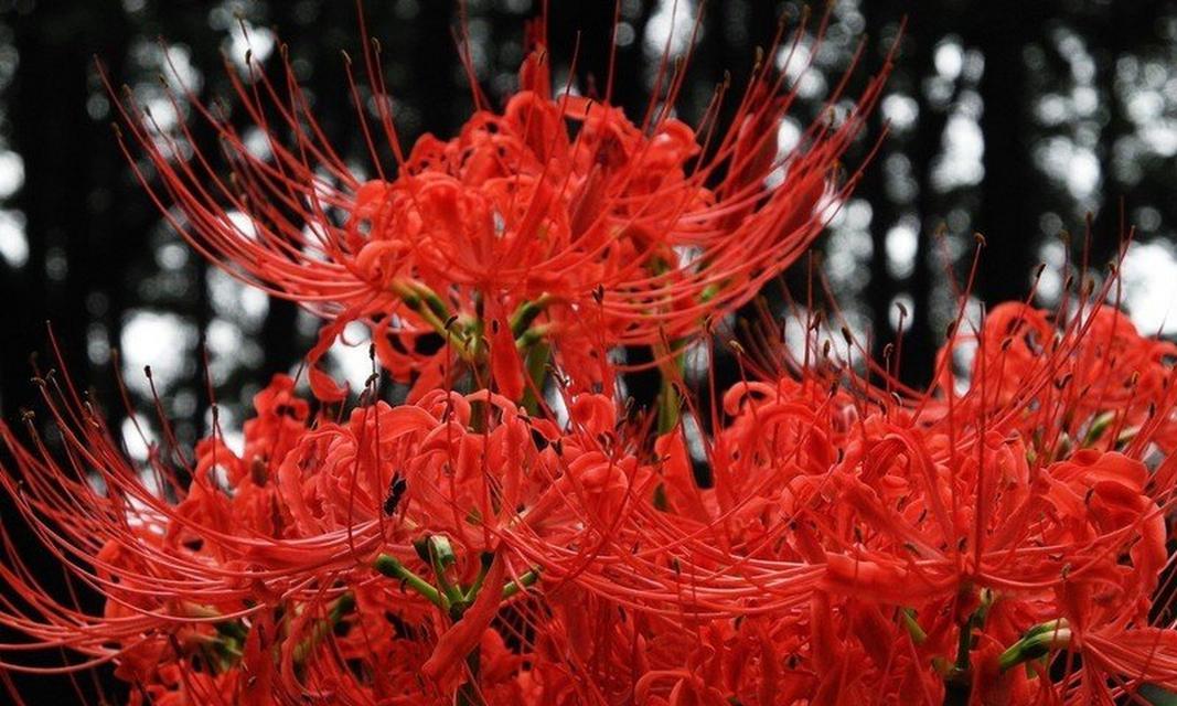 白色彼岸花(传递生命的坚韧与美丽,散发宁静与纯洁)