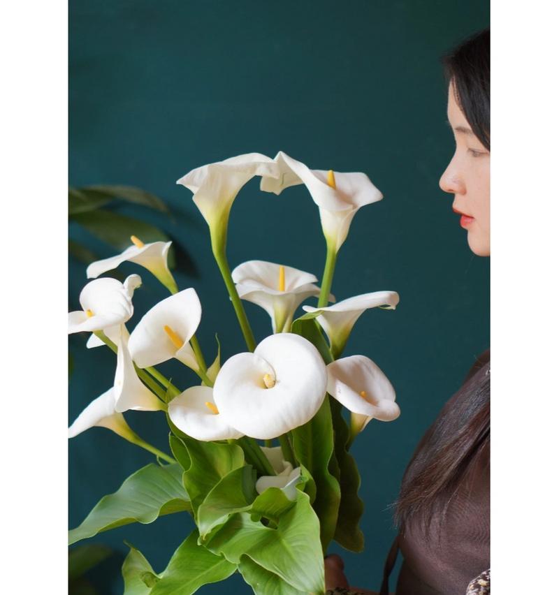 白色马蹄莲花的美丽与寓意（清雅高贵，象征纯洁和希望）