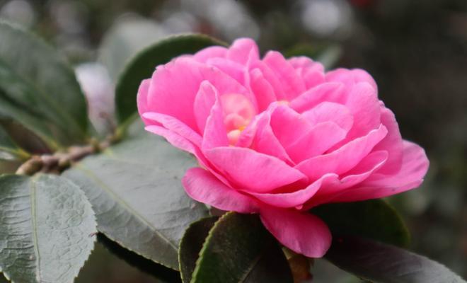 白色山茶花的花语及其美丽意义（传递纯洁和永恒的花语）