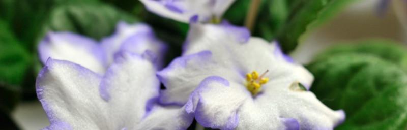 白色紫罗兰花语——纯洁与思念（以花为媒，传递真挚情感）