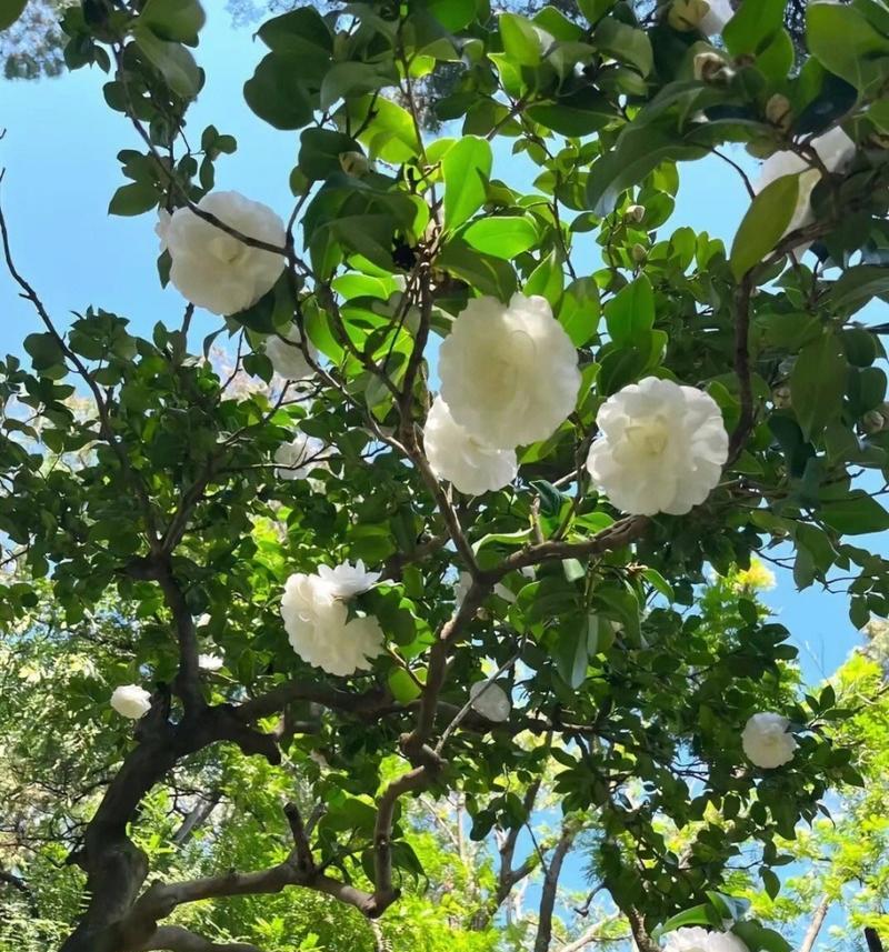 白山茶花语的含义及传承（白山茶花语的深层寓意与文化价值）