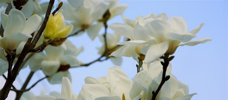 白玉兰树之美与寓意（探索白玉兰树的花香与心灵启示）