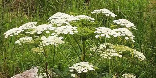 白芷花语（探秘白芷的花语及其深远意义）