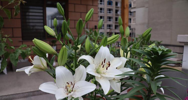 百合花的花语与含义(探索百合花的深层意义及象征)