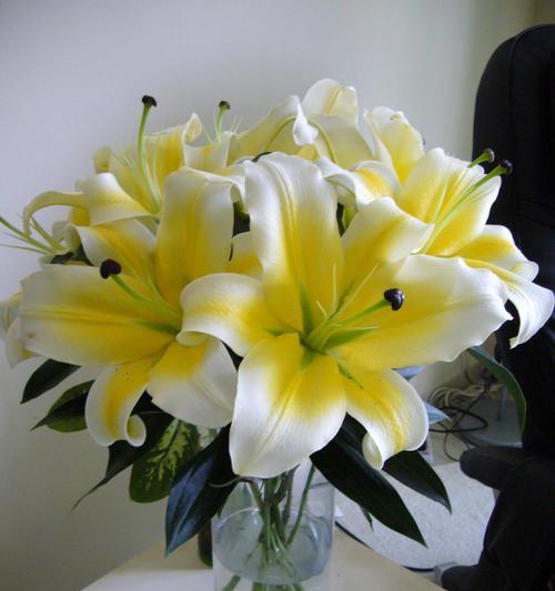 百合花的含义与象征（揭开百合花的神秘面纱，品味其深远含义）