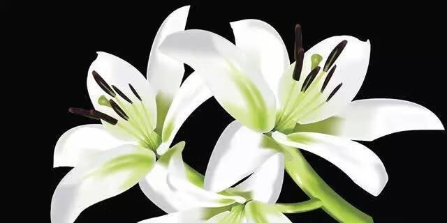 百合花的含义与象征（揭开百合花的神秘面纱，品味其深远含义）