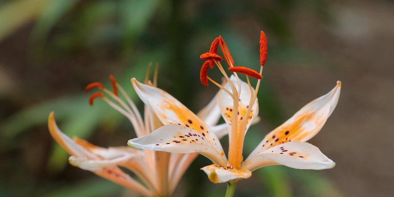 百合花的含义与象征（探寻百合花的深层寓意）