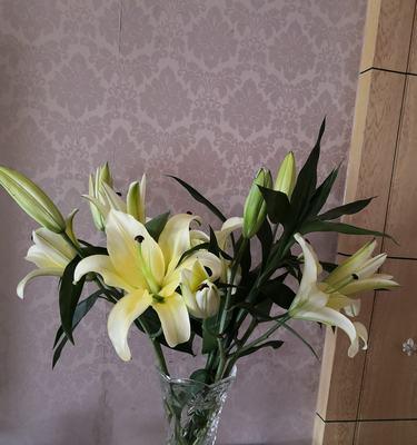 百合花的含义与象征（探寻百合花的深层寓意）