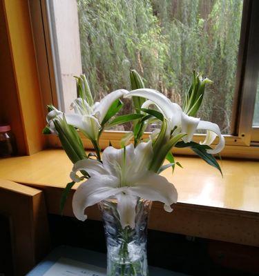 百合花的含义与象征（探寻百合花的深层寓意）