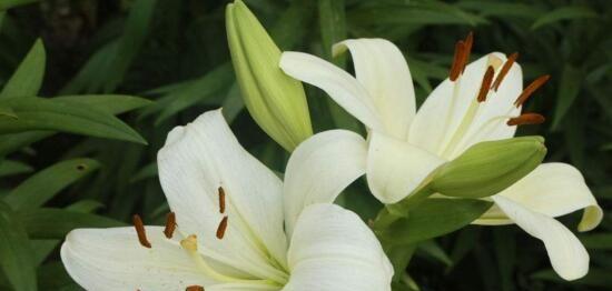 白百合花的花语与寓意（深情浓意，纯洁无暇）