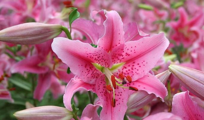 百合花的象征意义（探寻百合花的文化内涵和象征意义）