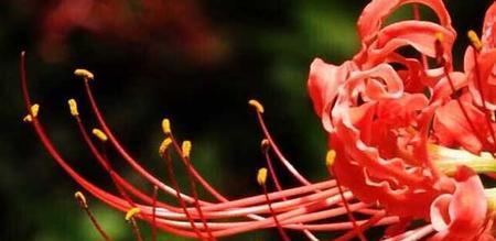 彼岸花（以彼岸花为象征，揭示爱情的真谛）