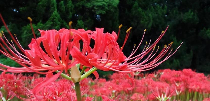 彼岸花（唤醒沉睡的希望，绽放生命的力量）